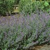 Kattenkruid (Nepeta 'Six Hills Giant')