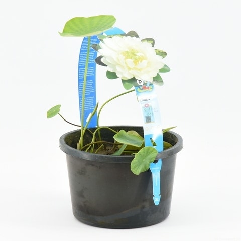 Nelumbo 'White'