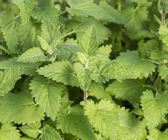 Wild kattenkruid (Nepeta cataria) BIO
