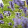 Kattenkruid (Nepeta nervosa)