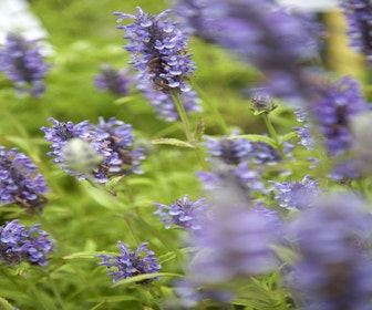 Kattenkruid (Nepeta nervosa)