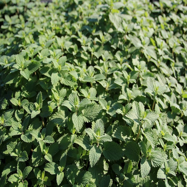 Kattenkruid (Nepeta racemosa 'Blue Wonder') Bio