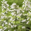 Kattenkruid (Nepeta racemosa 'Snowflake')