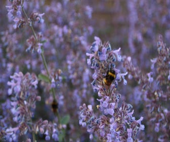 Kattenkruid (Nepeta 'Senior')