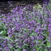 Kattenkruid (Nepeta sibirica 'Souvenir d'Andre Chaudron')