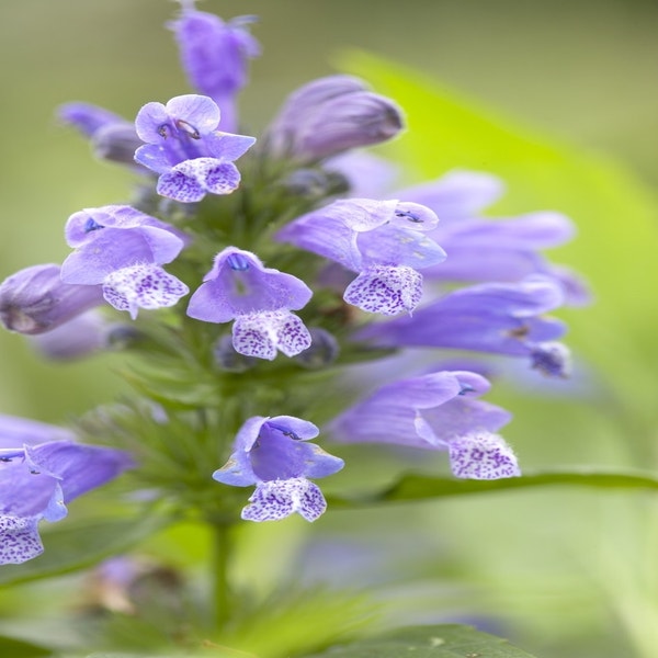 Kattenkruid (Nepeta subsessilis)