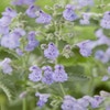 Kattenkruid (Nepeta 'Walker's Low')