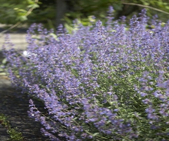Kattenkruid (Nepeta 'Walker's Low') BIO