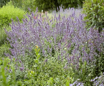Kattenkruid (Nepeta grandiflora 'Wild Cat')