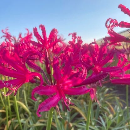 Kliplelie (Nerine bowdenii 'Mr. Nick')
