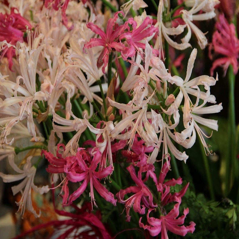 nerine_mix.jpg?optimize=medium&fit=bounds&height=1200&width=1200
