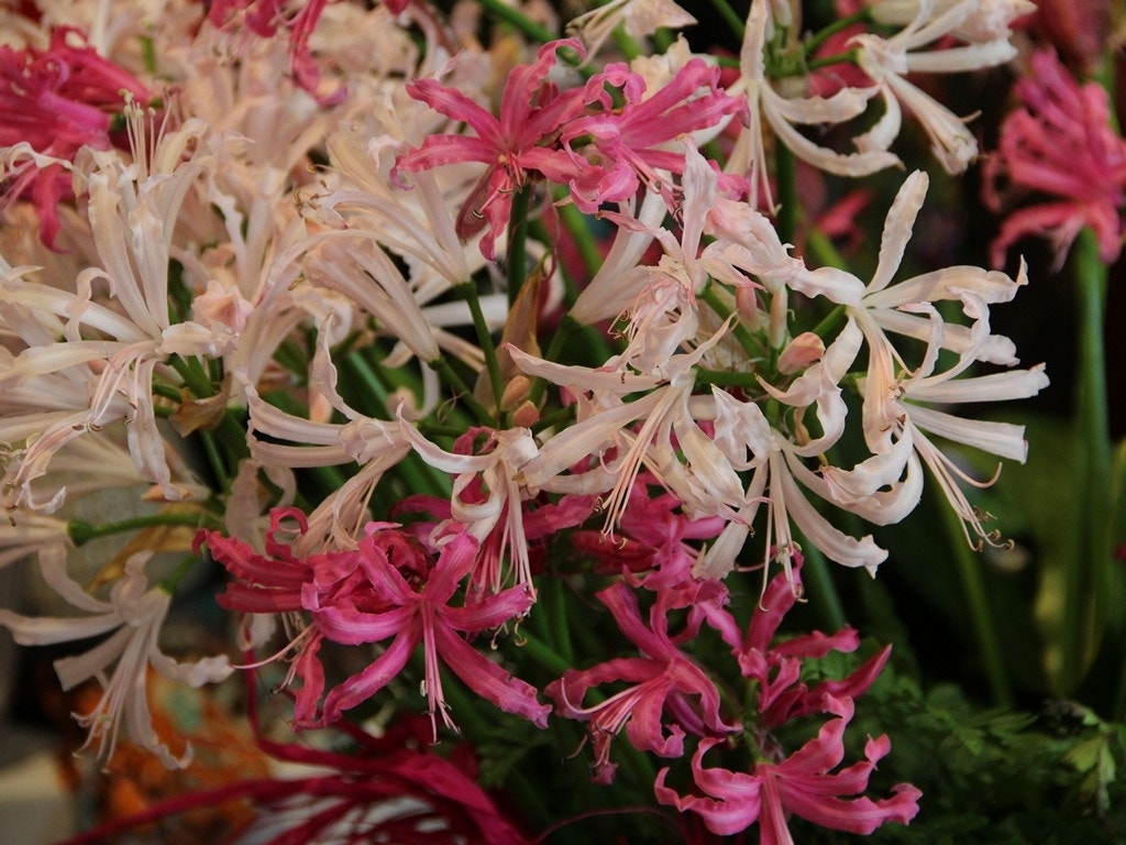 nerine_mix.jpg?optimize=medium&fit=bounds&height=1200&width=1200
