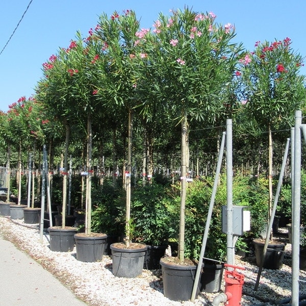Rode Oleander 120cm - Nerium Oleander - Tropic Trees Rode Oleander 120cm - Nerium Oleander - Tropic Trees