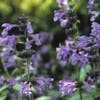 Kattenkruid (Nepeta sibirica)