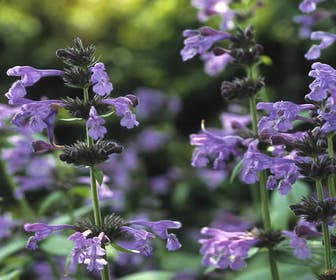 Kattenkruid (Nepeta sibirica)