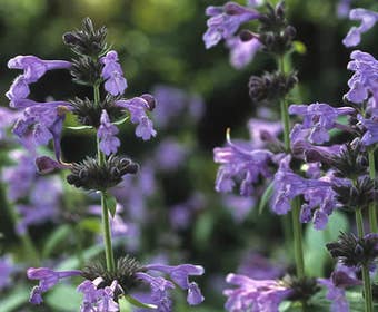Kattenkruid (Nepeta sibirica)