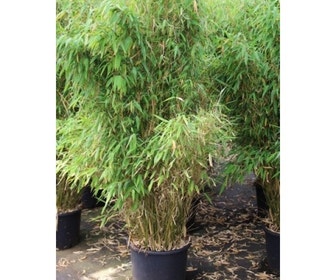 Niet woekerende bamboe (Fargesia robusta 'Campbell')