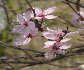 Rode kerspruim op stam (Prunus cerasifera 'Nigra')