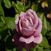 Trosroos (Rosa 'Novalis') (BIO)