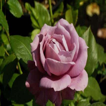 Trosroos (Rosa 'Novalis') (BIO)