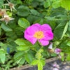 Botanische roos (Rosa 'Nutkaensis') (BIO)