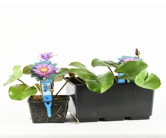 Waterlelie (Nymphaea 'King of the Blues')