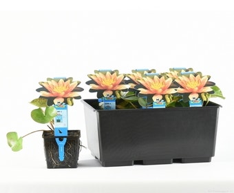 Waterlelie (Nymphaea 'Sioux')