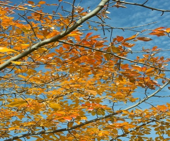 Tupelo struik (Nyssa sylvatica)