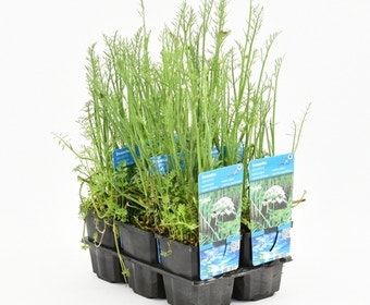 Watertorkruid (Oenanthe aquatica)