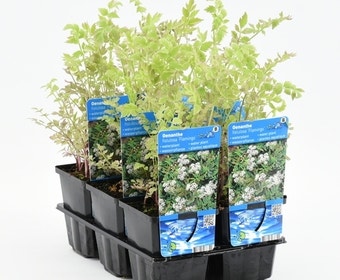 Pijptorkruid (Oenanthe fistulosa 'Flamingo')