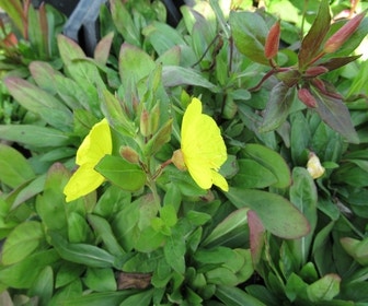 Teunisbloem (Oenothera fruticosa glauca) Bio