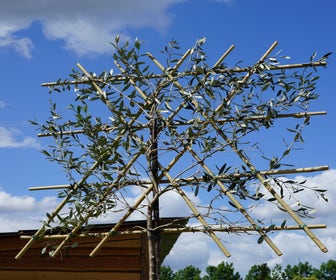 Olijf als leiboom (Olea europaea) NU EXTRA VOORDELIG