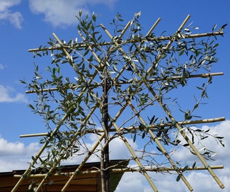 Olijf als leiboom (Olea europaea) NU EXTRA VOORDELIG