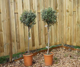 Olijf op 50cm stam (Olea europaea)