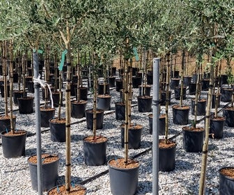 Olijf als halfstam (Olea europaea 'leccino')