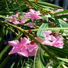 Roze Oleander (Nerium oleander)