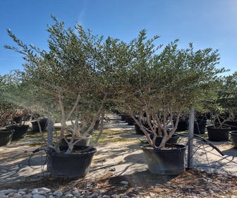 Meerstammige olijfboom (Olea europaea)
