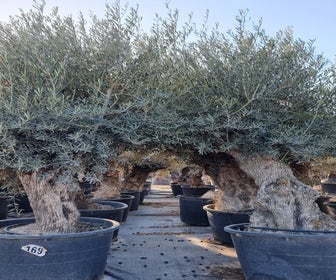 Grote Olijfboom als Solitair 100/125cm (Olea europaea)