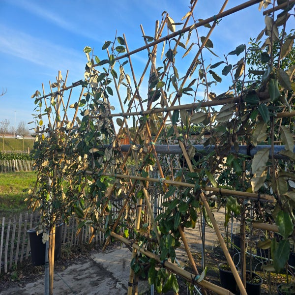 Olijfwilg halfstam als leiboom (Elaeagnus ebbingei)