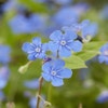 Amerikaans vergeet-mij-nietje (Omphalodes verna)