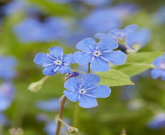 Amerikaans vergeet-mij-nietje (Omphalodes verna)