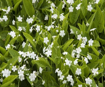 Amerikaans-vergeet-mij-nietje (Omphalodes verna 'Alba')