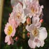 Ramblerroos (Rosa 'Open Arms') (BIO)