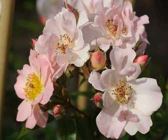 Ramblerroos (Rosa 'Open Arms') (BIO)