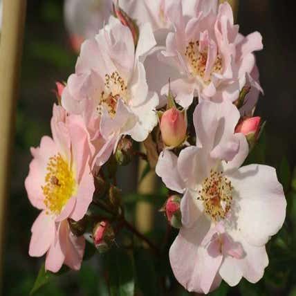 Ramblerroos (Rosa 'Open Arms') (BIO)