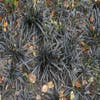 Zwart gras (Ophiopogon planiscapus 'Niger')