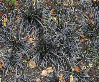 Zwart gras (Ophiopogon planiscapus 'Niger')