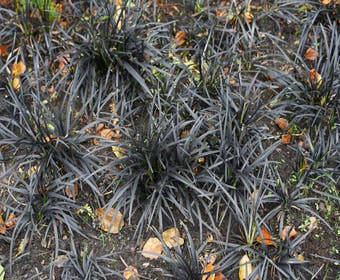 Zwart gras (Ophiopogon planiscapus 'Niger')