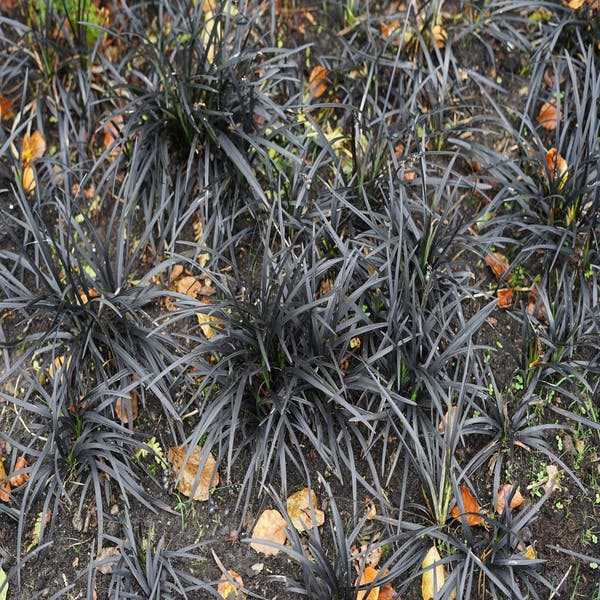 Zwart gras (Ophiopogon planiscapus 'Niger')