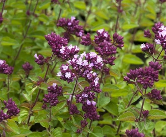 Marjolein (Origanum 'Rosenkuppel')